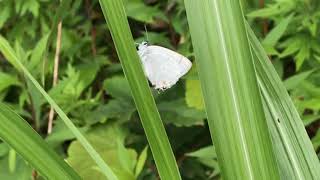 ウラジロミドリシジミ/Favonius saphirinus 小樽市銭函 2018/07/11 Zenibako Otaru Hokkaido, Butterfly of Japan
