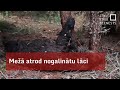 Mežā atrod nogalinātu lāci