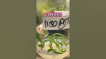 The Magic of Tissue Culture #rareplants #houseplants