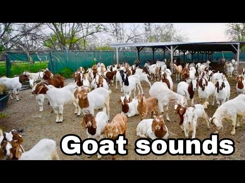 goat-sounds-1-hour-|-goat-sounds-angry-|-goat-sounds-mp3