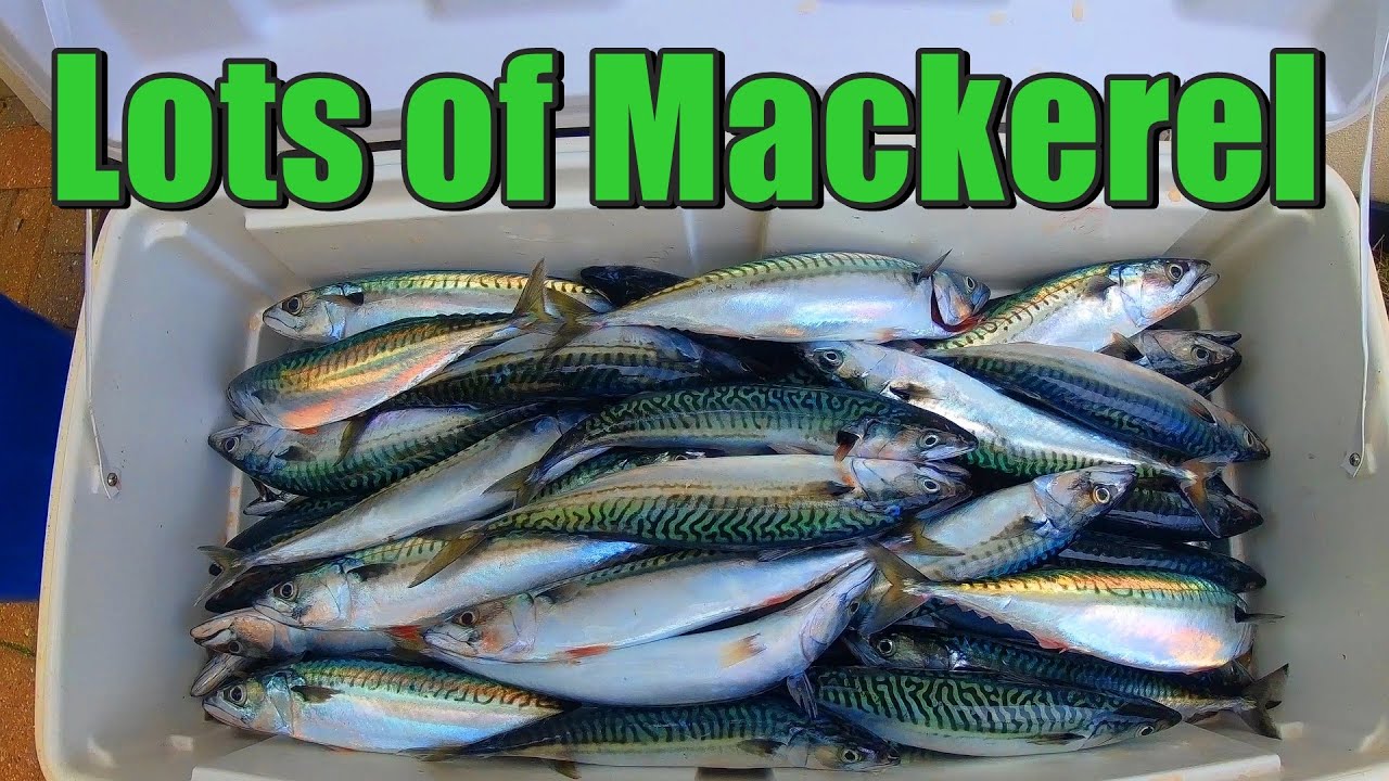 Lots of Mackerel & the Lures We Use 