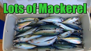 Lots of Mackerel & the Lures We Use