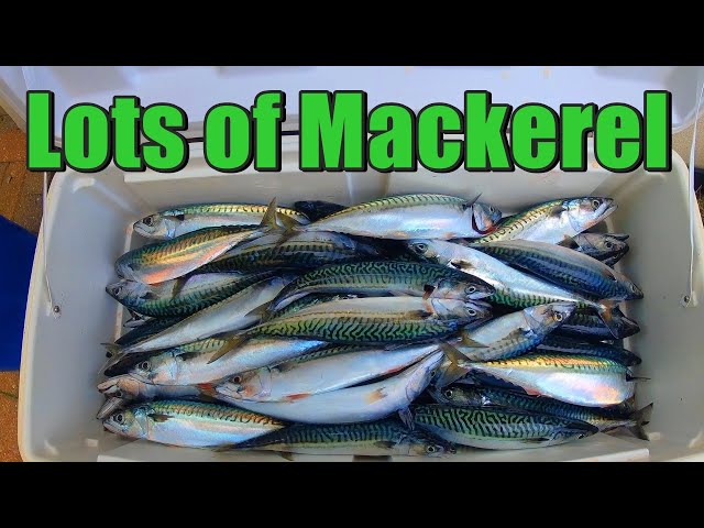 Lots of Mackerel & the Lures We Use 