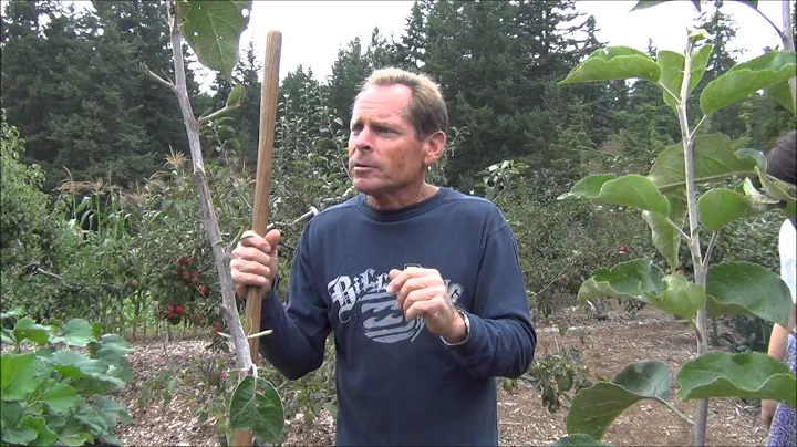 How to Grow the BEST Potatoes - Back to Eden Garde...