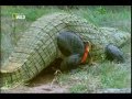 Ataque Animal   Ep 4 Crocodilo