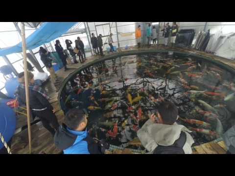 Maruhiro Koi farm - Ojiya - Niigata