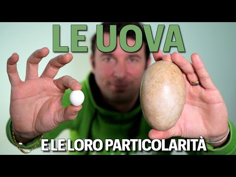 Video: Qual è la massa di un uovo di gallina standard?