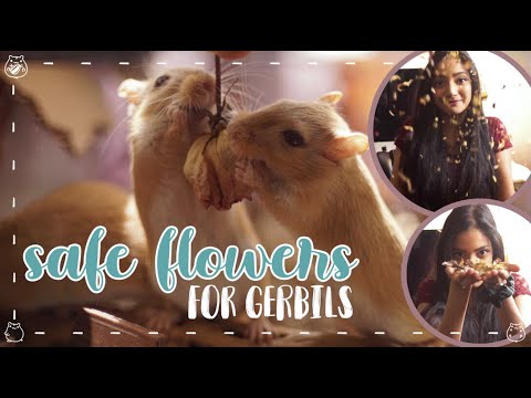 Vídeo: Pèrdua De Cabell A Gerbils