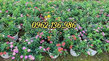 Hoa Ngũ Sắc Thái Rủ – Cây Hoa 4 Mùa Tuyệt Đẹp