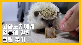 feeding hedgehogs with mealworms trapped in ice