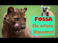 POR QUE MUITOS ANIMAIS TÊM MEDO DA FOSSA? UMA GRANDE PREDADORA DAS ÁRVORES! UM BICHO DE MADAGASCAR