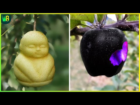 दुनिया के सबसे महंगे फल | 12 Most Expensive Fruits in the World | Costliest Fruits