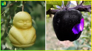 दुनिया के सबसे महंगे फल | 12 Most Expensive Fruits in the World | Costliest Fruits