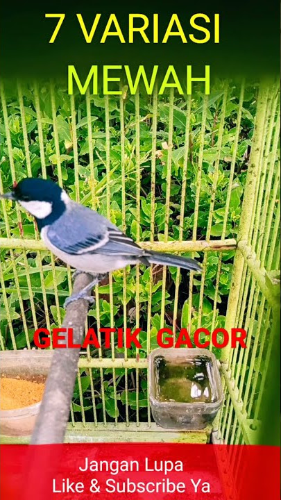 Gelatik batu gacor 7 variasi mewah