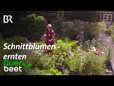 Video: Wie man Schnittblumen erntet: Ernten von Blumen aus Schnittgärten