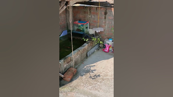 my terrace pond #koifish #goldfish #aquarium #pond