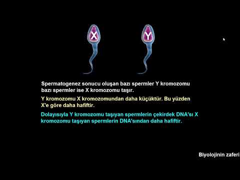 Video: Pse spermatidet nuk janë gamete funksionale?