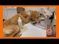 Rescued dog robi is very ill