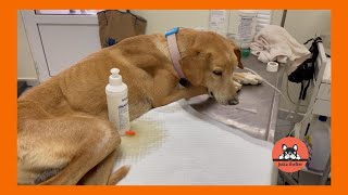 Rescued Dog Robi is Very Ill