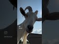 Ernie Saved From Slaughter So Now He Can Do Whatever He Wants Always Animalrescue Goat