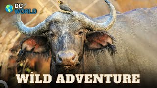 An Adventure of Life in the Wild Forests of Asia | Wild Adventure Episode 26 | Animal Documentary
