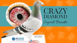 Breeder Racing Pigeon With Surprising Track Records For Sale In M And C Pigeons Auction