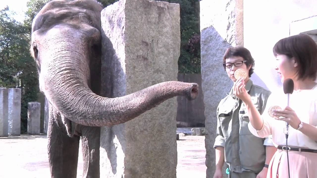 動物たちと触れ合える！横浜市立金沢動物園 YouTube