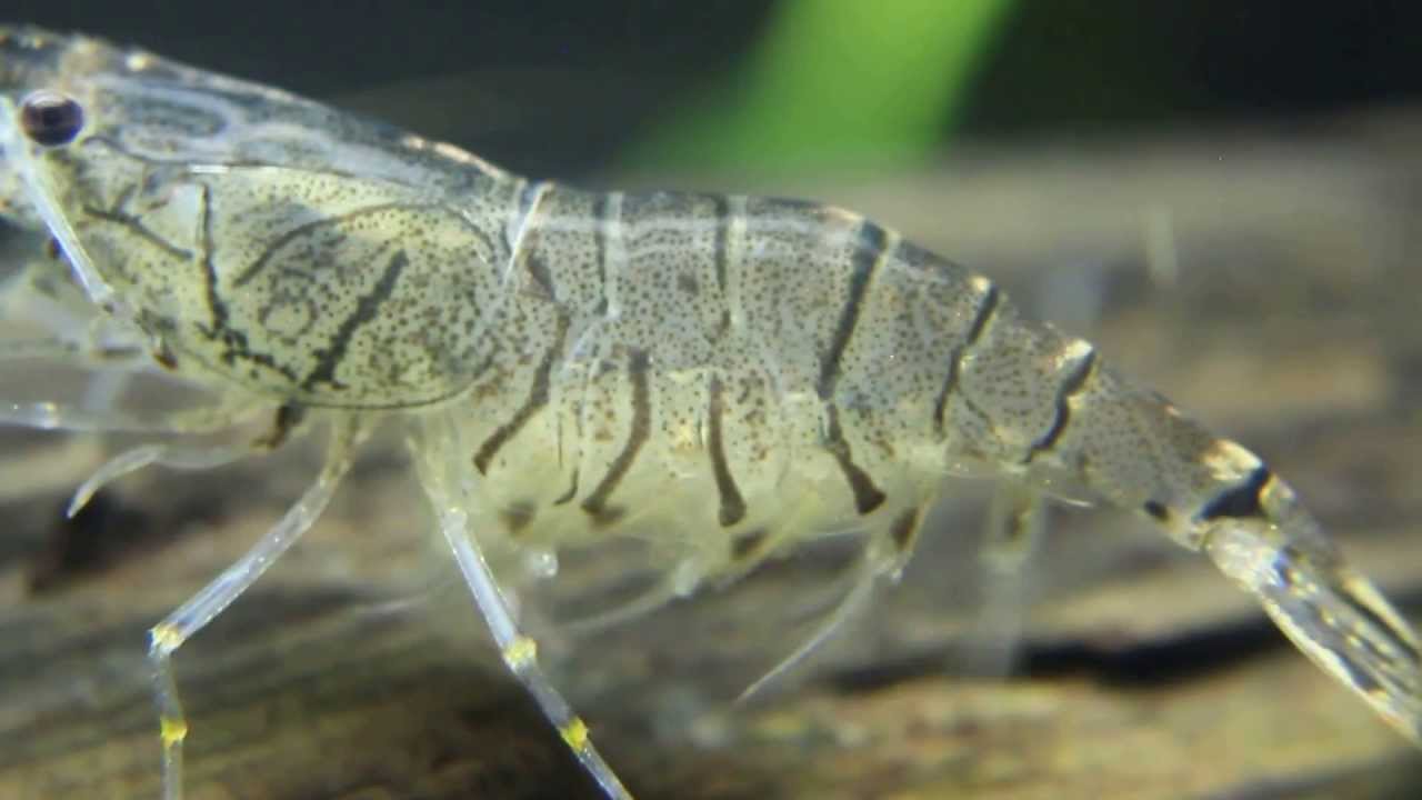 飼育 スジエビ スジエビの飼い方