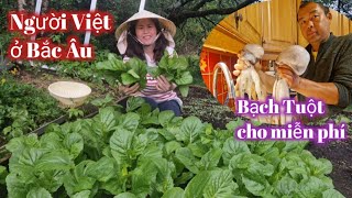 [227]  Anh Minh Được Người Na Uy Cho Con Bạch Tuột /Trang Hái Rau Cải Xanh Nấu Bữa Tối.