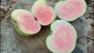 Jambu sukun merah dan red diomond