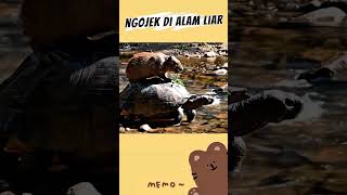 Aku Terkejut Melihatnya, Kok Bisa Capybara itu di Atas Kura-kura !!!!