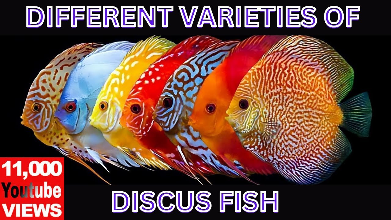 Different varieties of Discus Fish YouTube