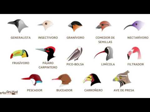 #RetoNaturalista2022 ¿Cómo registrar correctamente las aves?