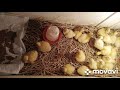 Вывод гусят Линда из яйца с Благоварского племзавода 🥚🐣🐥