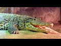 Livesending Bjørneparken - Cubanske Krokodiller!