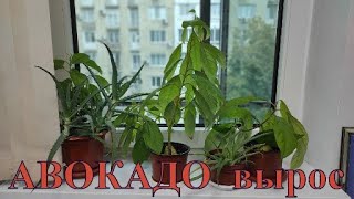 Как Вырастить Авокадо