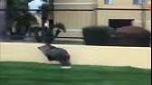 Gratuit Images Running Pig Running Javelina Youtube actualisé salutations