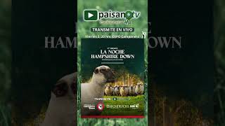 La Noche Hampshire Down Paisanotv