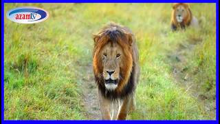 Ijue elimu kuhusu Simba na namna ya kujihami | UTV Tanzania