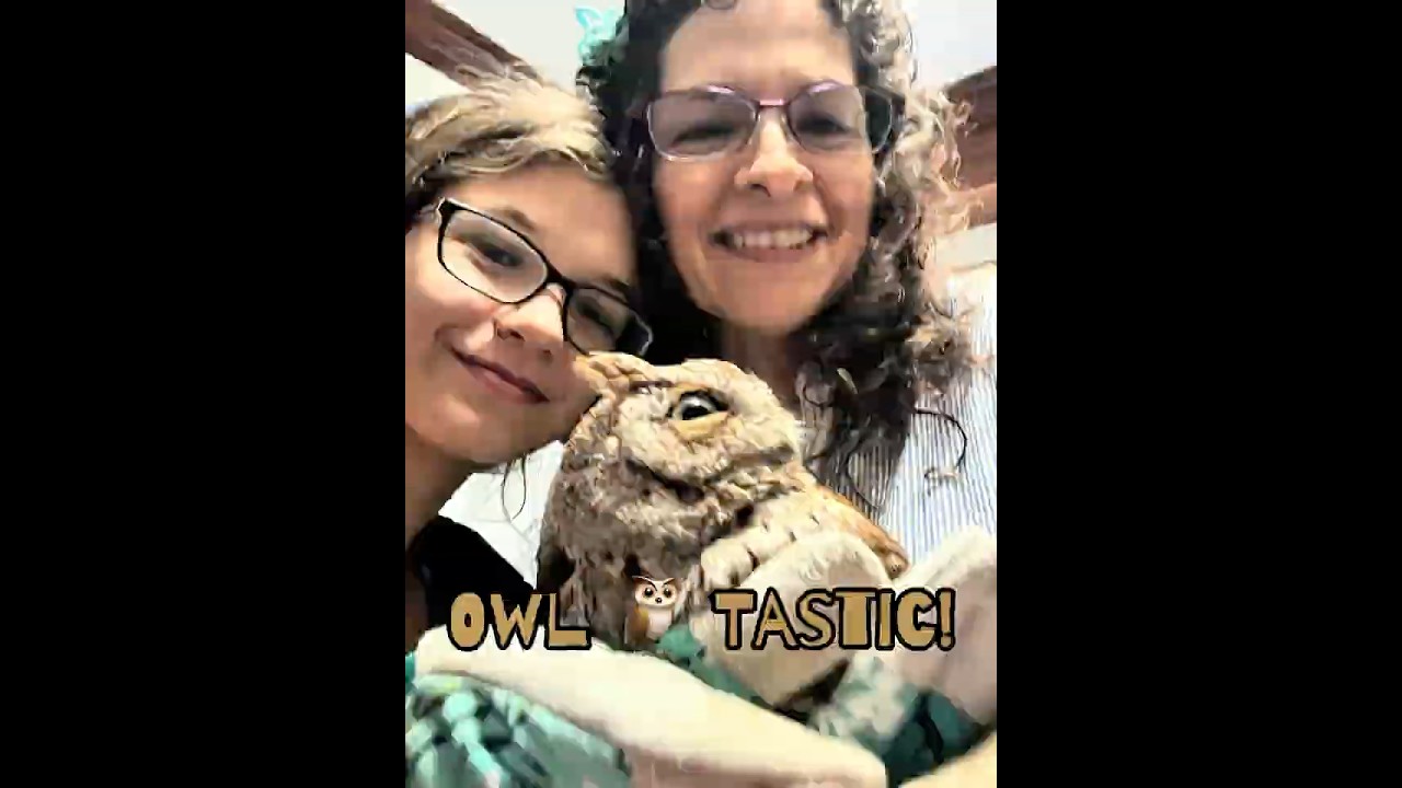 No way! Owl?!? 🦉 | #parrot_bliss #birds #owl #parrot
