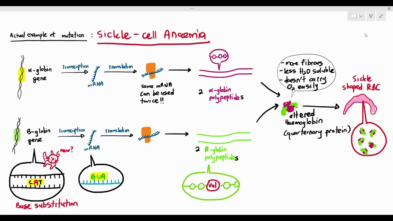 610 Effects of Gene Mutation, Sickle Cell Anaemia (Cambridge AS & A Level Biology, 9700) YouTube
