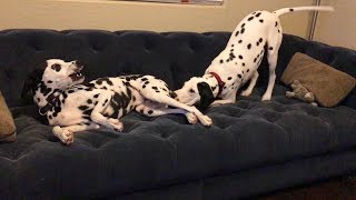 Dalmatians Getting Crazy on a Couch by Munchito696 9,347 views 6 years ago 39 seconds