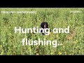 Hunting And flushing gundog training working Cocker Springer￼spaniel Training