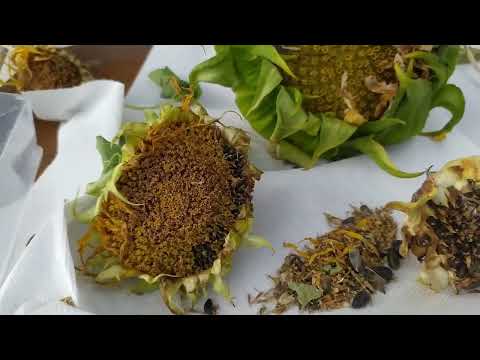 Vidéo: Pouvez-vous manger une tête de tournesol – En savoir plus sur la consommation de pétales et de bourgeons de tournesol