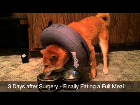 shiba-inu-puppy-||-inflatable-procollar-||-after-neuter-surgery