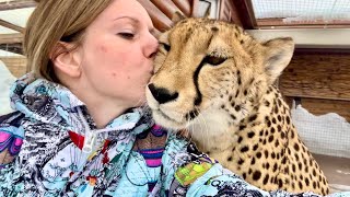 Came in for a cheetah's purr to cure a headache. Cheetah Gerda tried to help