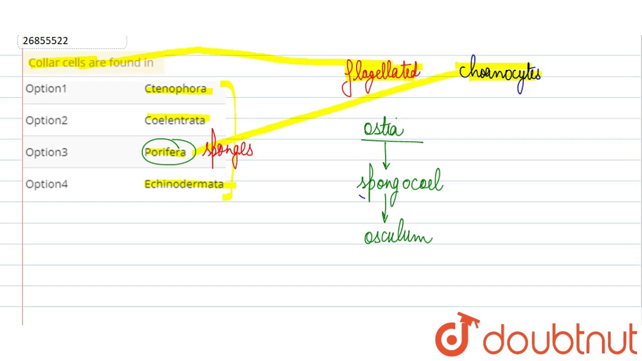 Collar cells are found in YouTube