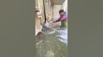 Cá Lớn - Rô Phi Khủng mắc kẹt kìa anh bạn 😱 #khacthuyvlogg