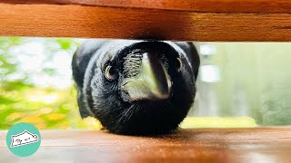 Wild Crow Visits Family Every Morning To Play With Their Pets | Cuddle Buddies