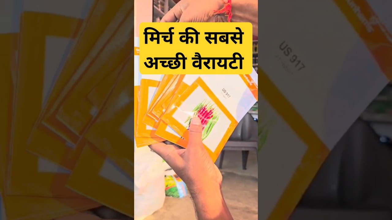 मिर्च की सबसे अच्छी वैरायटी। BASF US 917